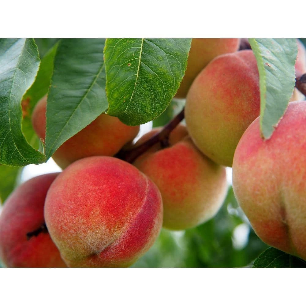 Online Orchards Frost Peach Tree Bare Root 1 Online Orchards Frost Peach Tree Bare Root