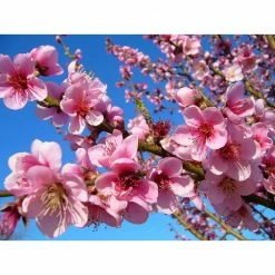 Online Orchards Suncrest Peach Tree Bare Root 8 Online Orchards Suncrest Peach Tree Bare Root -Online Orchards store online orchards fruit trees ftpe004 1f 1000