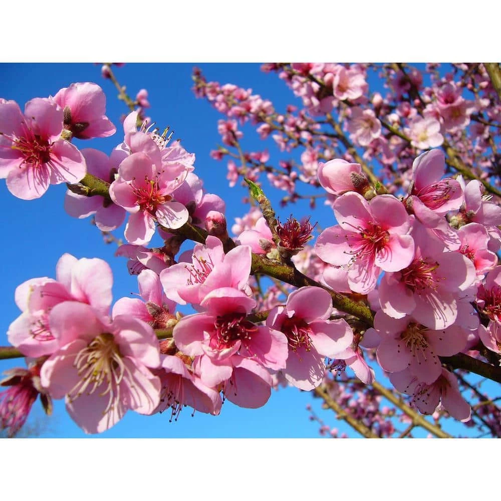 Online Orchards Suncrest Peach Tree Bare Root 4 Online Orchards Suncrest Peach Tree Bare Root - Image 4