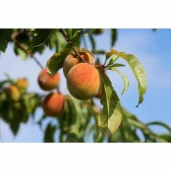 Online Orchards Suncrest Peach Tree Bare Root 7 Online Orchards Suncrest Peach Tree Bare Root -Online Orchards store online orchards fruit trees ftpe004 4f 1000