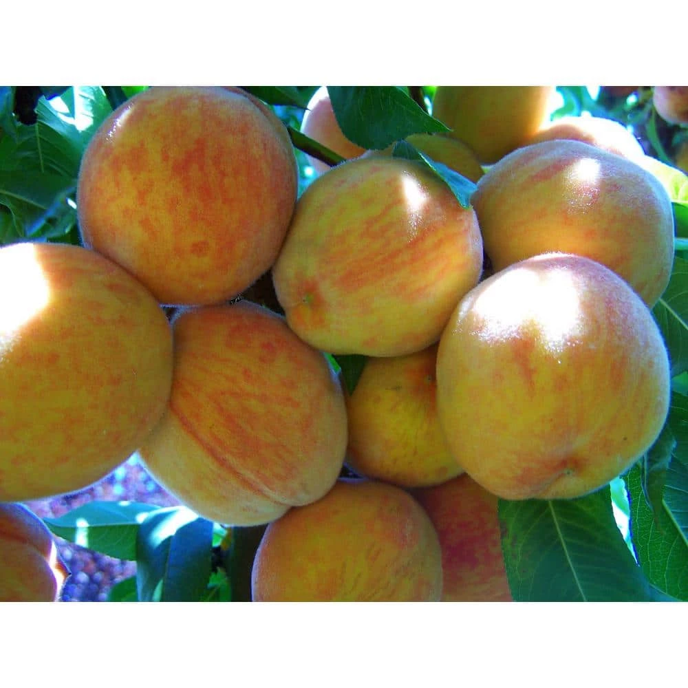 Online Orchards Suncrest Peach Tree Bare Root 1 Online Orchards Suncrest Peach Tree Bare Root