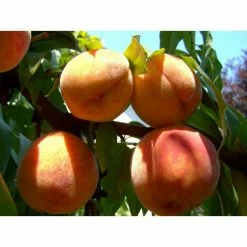 Online Orchards Curlfree Peach Tree Bare Root -Online Orchards store online orchards fruit trees ftpe005 4f 1000