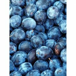 Online Orchards Dwarf Italian Plum Tree Bare Root -Online Orchards store online orchards fruit trees ftpl001 1f 1000