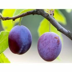 Online Orchards Dwarf Italian Plum Tree Bare Root -Online Orchards store online orchards fruit trees ftpl001 44 1000