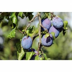 Online Orchards Dwarf Italian Plum Tree Bare Root -Online Orchards store online orchards fruit trees ftpl001 4f 1000