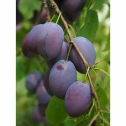 Online Orchards Dwarf Italian Plum Tree Bare Root