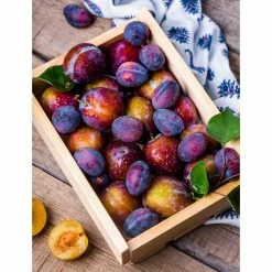 Online Orchards Dwarf Italian Plum Tree Bare Root -Online Orchards store online orchards fruit trees ftpl001 fa 1000