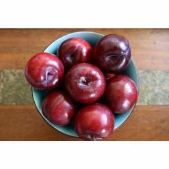 Online Orchards Dwarf Beauty Plum Tree Bare Root -Online Orchards store online orchards fruit trees ftpl002 4f 1000