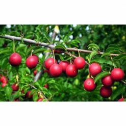 Online Orchards Dwarf Beauty Plum Tree Bare Root