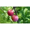 Online Orchards Dwarf Santa Rosa Plum Tree Bare Root