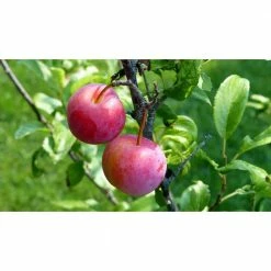 Online Orchards Dwarf Santa Rosa Plum Tree Bare Root