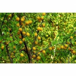 Online Orchards Dwarf Shiro Plum Tree Bare Root -Online Orchards store online orchards fruit trees ftpl004 4f 1000