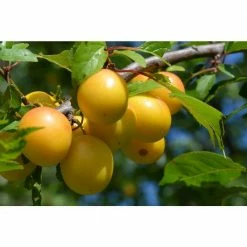 Online Orchards Dwarf Shiro Plum Tree Bare Root