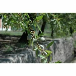 Online Orchards All-in-1 Almond Tree Bare Root -Online Orchards store online orchards fruit trees ntal001 4f 1000