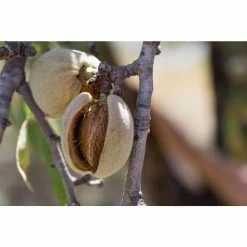 Online Orchards All-in-1 Almond Tree Bare Root -Online Orchards store online orchards fruit trees ntal001 fa 1000