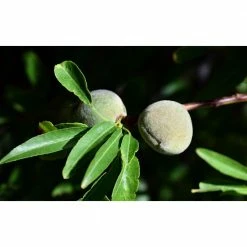 Online Orchards Halls Hardy Almond Tree Bare Root -Online Orchards store online orchards fruit trees ntal003 1f 1000