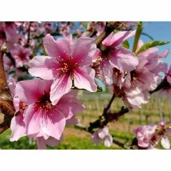Online Orchards Halls Hardy Almond Tree Bare Root -Online Orchards store online orchards fruit trees ntal003 44 1000