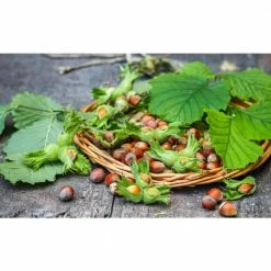 Online Orchards Mcdonald Hazelnut Tree Bare Root