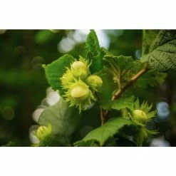 Online Orchards Jefferson Hazelnut Tree Bare Root