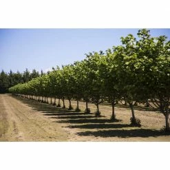 Online Orchards Yamhill Hazelnut Tree Bare Root