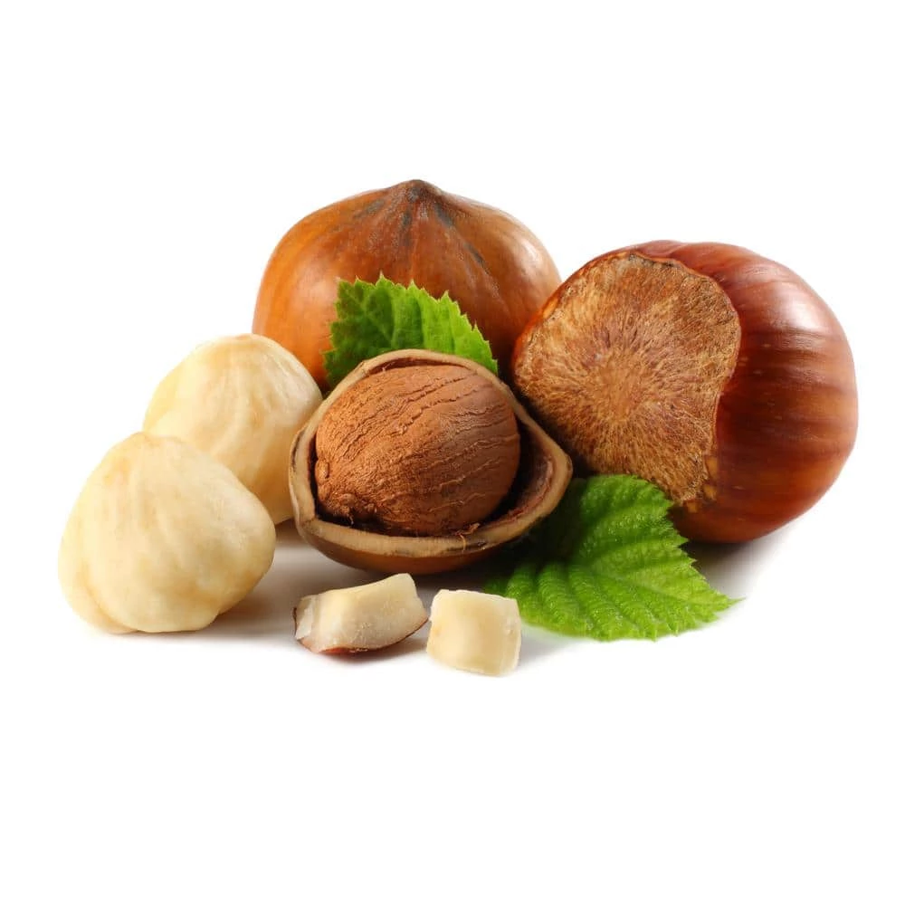 Online Orchards York Hazelnut Tree Bare Root 1 Online Orchards York Hazelnut Tree Bare Root