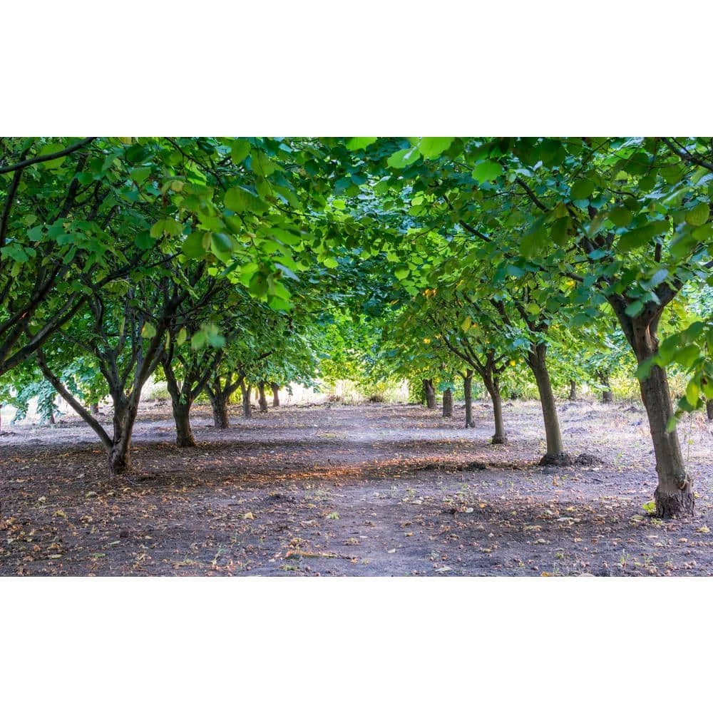 Online Orchards York Hazelnut Tree Bare Root 2 Online Orchards York Hazelnut Tree Bare Root - Image 2