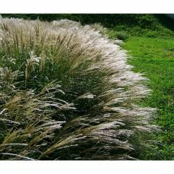 Online Orchards 1 Gal. Avalanche Feather Reed Grass - Lovely Tall, Variegated Ornamental Grass Perfect for Borders and Accents -Online Orchards store online orchards ornamental grasses gror001 1f 1000