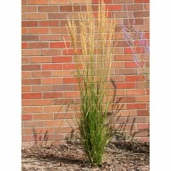 Online Orchards 1 Gal. Avalanche Feather Reed Grass - Lovely Tall, Variegated Ornamental Grass Perfect for Borders and Accents -Online Orchards store online orchards ornamental grasses gror001 44 1000