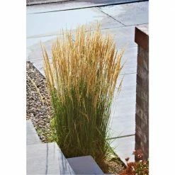 Online Orchards 1 Gal. Avalanche Feather Reed Grass - Lovely Tall, Variegated Ornamental Grass Perfect for Borders and Accents -Online Orchards store online orchards ornamental grasses gror001 4f 1000