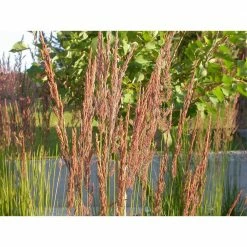 Online Orchards 1 Gal. Avalanche Feather Reed Grass - Lovely Tall, Variegated Ornamental Grass Perfect for Borders and Accents -Online Orchards store online orchards ornamental grasses gror001 fa 1000
