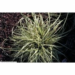 Online Orchards 1 Gal. Ice Dance Japanese Sedge Grass - Colorful, Small, Easy Growing Variegated Evergreen Grass -Online Orchards store online orchards ornamental grasses gror002 1f 1000