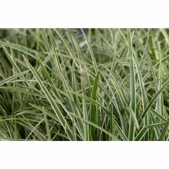Online Orchards 1 Gal. Ice Dance Japanese Sedge Grass - Colorful, Small, Easy Growing Variegated Evergreen Grass -Online Orchards store online orchards ornamental grasses gror002 44 1000