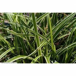 Online Orchards 1 Gal. Ice Dance Japanese Sedge Grass - Colorful, Small, Easy Growing Variegated Evergreen Grass -Online Orchards store online orchards ornamental grasses gror002 4f 1000