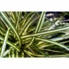 Online Orchards 1 Gal. Ice Dance Japanese Sedge Grass - Colorful, Small, Easy Growing Variegated Evergreen Grass