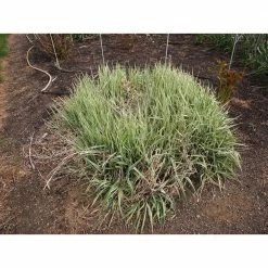 Online Orchards 1 Gal. Ice Dance Japanese Sedge Grass - Colorful, Small, Easy Growing Variegated Evergreen Grass -Online Orchards store online orchards ornamental grasses gror002 fa 1000