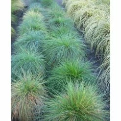 Online Orchards 1 Gal. Elijah Blue Fescue Grass - Icy Blue Ornamental Grass Adds Gorgeous Color to Any Landscape -Online Orchards store online orchards ornamental grasses gror003 44 1000