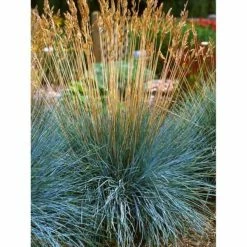 Online Orchards 1 Gal. Elijah Blue Fescue Grass - Icy Blue Ornamental Grass Adds Gorgeous Color to Any Landscape -Online Orchards store online orchards ornamental grasses gror003 4f 1000