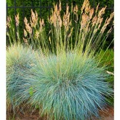 Online Orchards 1 Gal. Elijah Blue Fescue Grass - Icy Blue Ornamental Grass Adds Gorgeous Color to Any Landscape