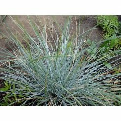 Online Orchards 1 Gal. Elijah Blue Fescue Grass - Icy Blue Ornamental Grass Adds Gorgeous Color to Any Landscape -Online Orchards store online orchards ornamental grasses gror003 fa 1000