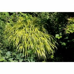 Online Orchards 1 Gal. All Gold Japanese Forest Grass - a Bright Golden, Graceful Groundcover with Striking Color -Online Orchards store online orchards ornamental grasses gror004 1f 1000