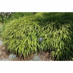 Online Orchards 1 Gal. All Gold Japanese Forest Grass - a Bright Golden, Graceful Groundcover with Striking Color -Online Orchards store online orchards ornamental grasses gror004 44 1000
