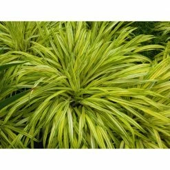 Online Orchards 1 Gal. All Gold Japanese Forest Grass - a Bright Golden, Graceful Groundcover with Striking Color