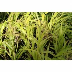 Online Orchards 1 Gal. All Gold Japanese Forest Grass - a Bright Golden, Graceful Groundcover with Striking Color -Online Orchards store online orchards ornamental grasses gror004 76 1000