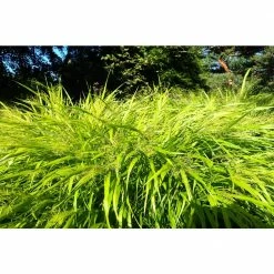 Online Orchards store -Online Orchards store online orchards ornamental grasses gror004 c3 1000