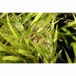 Online Orchards 1 Gal. All Gold Japanese Forest Grass - a Bright Golden, Graceful Groundcover with Striking Color -Online Orchards store online orchards ornamental grasses gror004 fa 1000