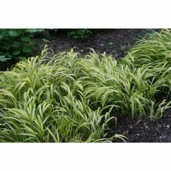 Online Orchards 1 Gal. Aureola Japanese Forest Grass - Unique Golden/Green Variegated and Mounding Ornamental Grass 8 Online Orchards 1 Gal. Aureola Japanese Forest Grass - Unique Golden/Green Variegated and Mounding Ornamental Grass -Online Orchards store online orchards ornamental grasses gror005 1f 1000