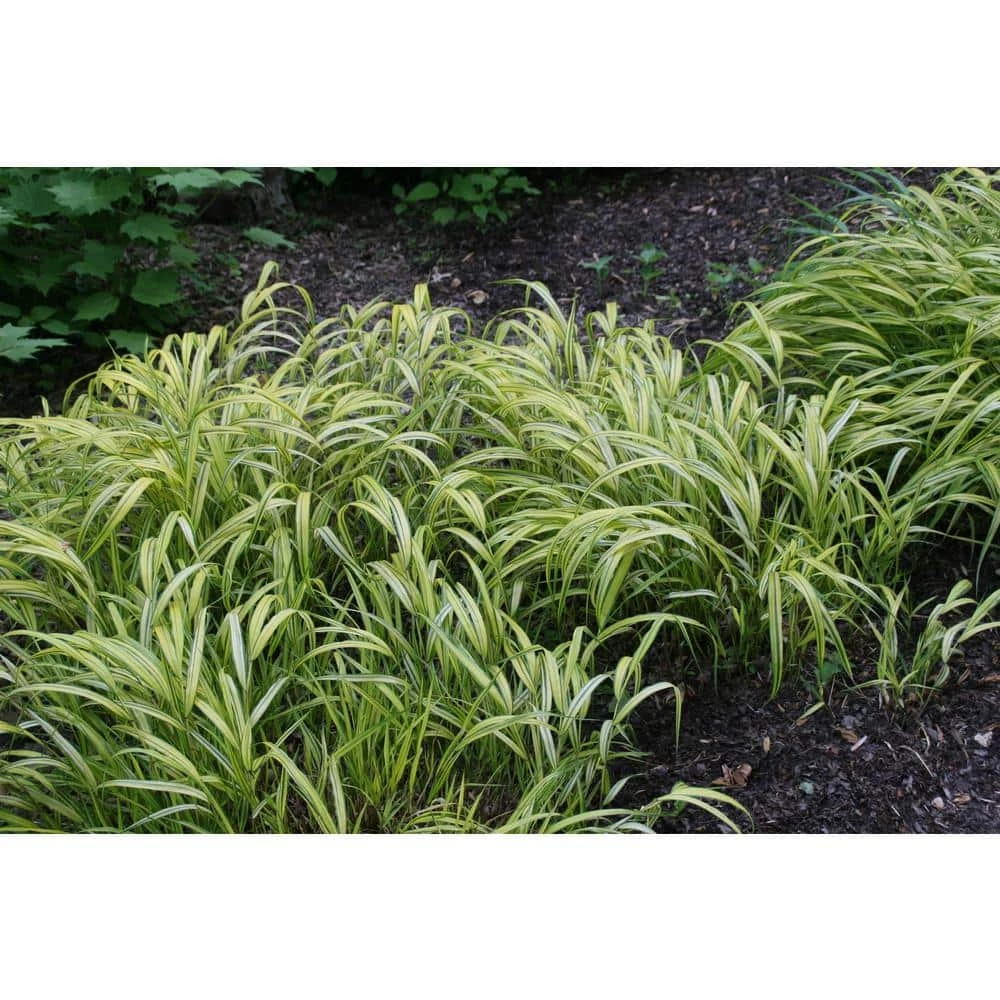 Online Orchards 1 Gal. Aureola Japanese Forest Grass - Unique Golden/Green Variegated and Mounding Ornamental Grass 4 Online Orchards 1 Gal. Aureola Japanese Forest Grass - Unique Golden/Green Variegated and Mounding Ornamental Grass - Image 4