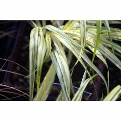 Online Orchards 1 Gal. Aureola Japanese Forest Grass - Unique Golden/Green Variegated and Mounding Ornamental Grass 9 Online Orchards 1 Gal. Aureola Japanese Forest Grass - Unique Golden/Green Variegated and Mounding Ornamental Grass -Online Orchards store online orchards ornamental grasses gror005 44 1000
