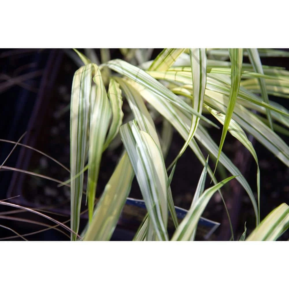 Online Orchards 1 Gal. Aureola Japanese Forest Grass - Unique Golden/Green Variegated and Mounding Ornamental Grass 5 Online Orchards 1 Gal. Aureola Japanese Forest Grass - Unique Golden/Green Variegated and Mounding Ornamental Grass - Image 5