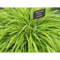 Online Orchards 1 Gal. Aureola Japanese Forest Grass - Unique Golden/Green Variegated and Mounding Ornamental Grass 7 Online Orchards 1 Gal. Aureola Japanese Forest Grass - Unique Golden/Green Variegated and Mounding Ornamental Grass -Online Orchards store online orchards ornamental grasses gror005 4f 1000